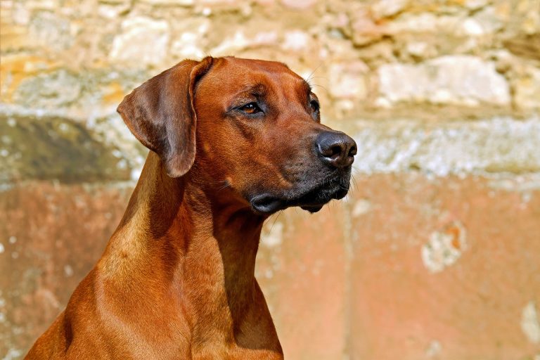 Dwerg Schnauzer Karakter Verzorging Hondenrassen De Nieuwe Hond