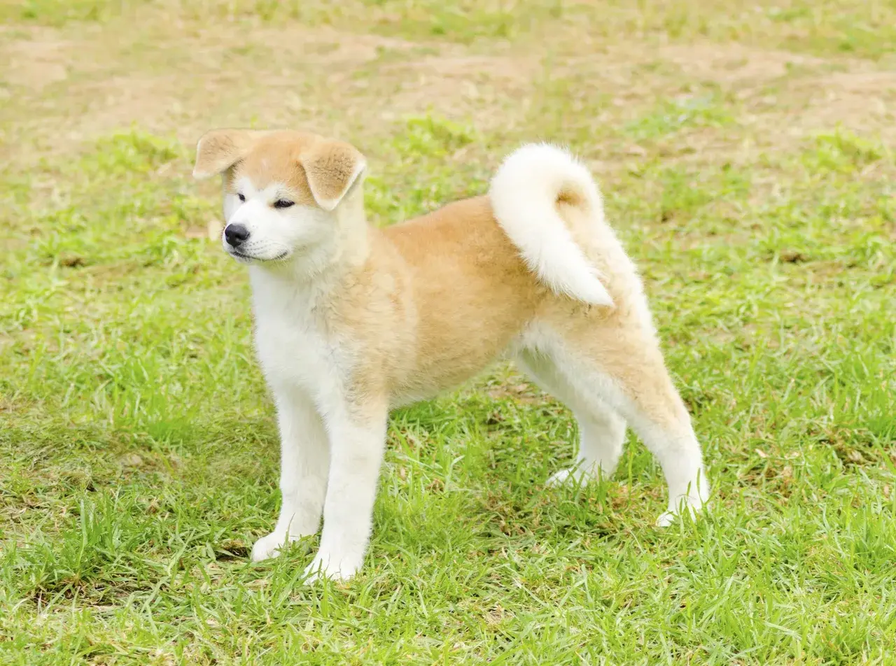 Akita