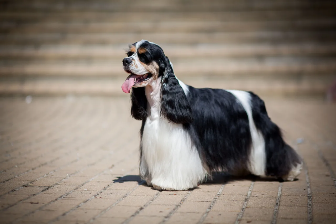 Amerikaanse Cocker Spaniel