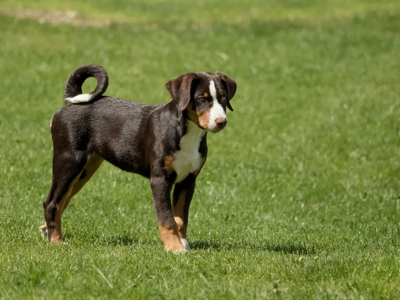 Appenzeller Sennenhond