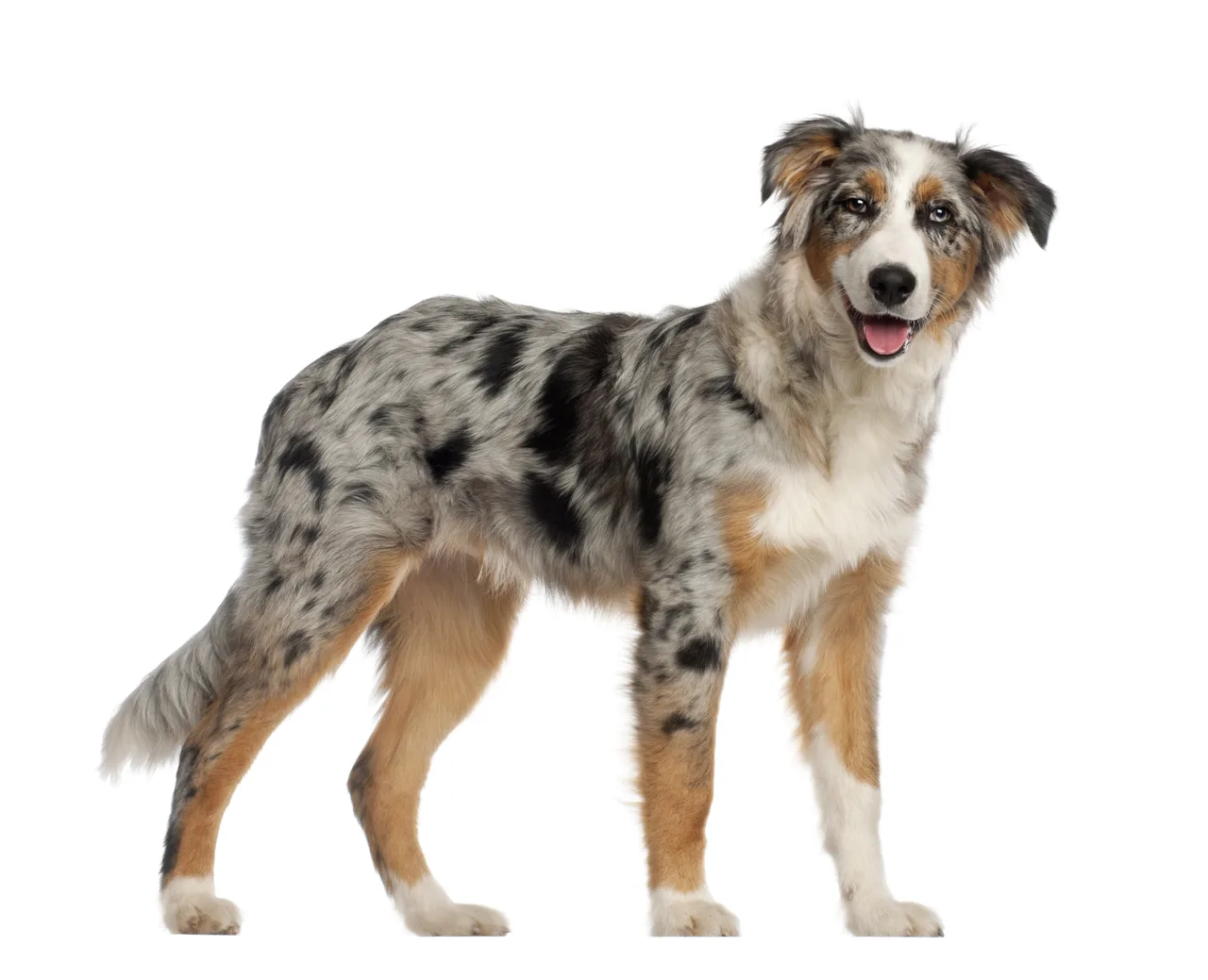 Australian Shepherd