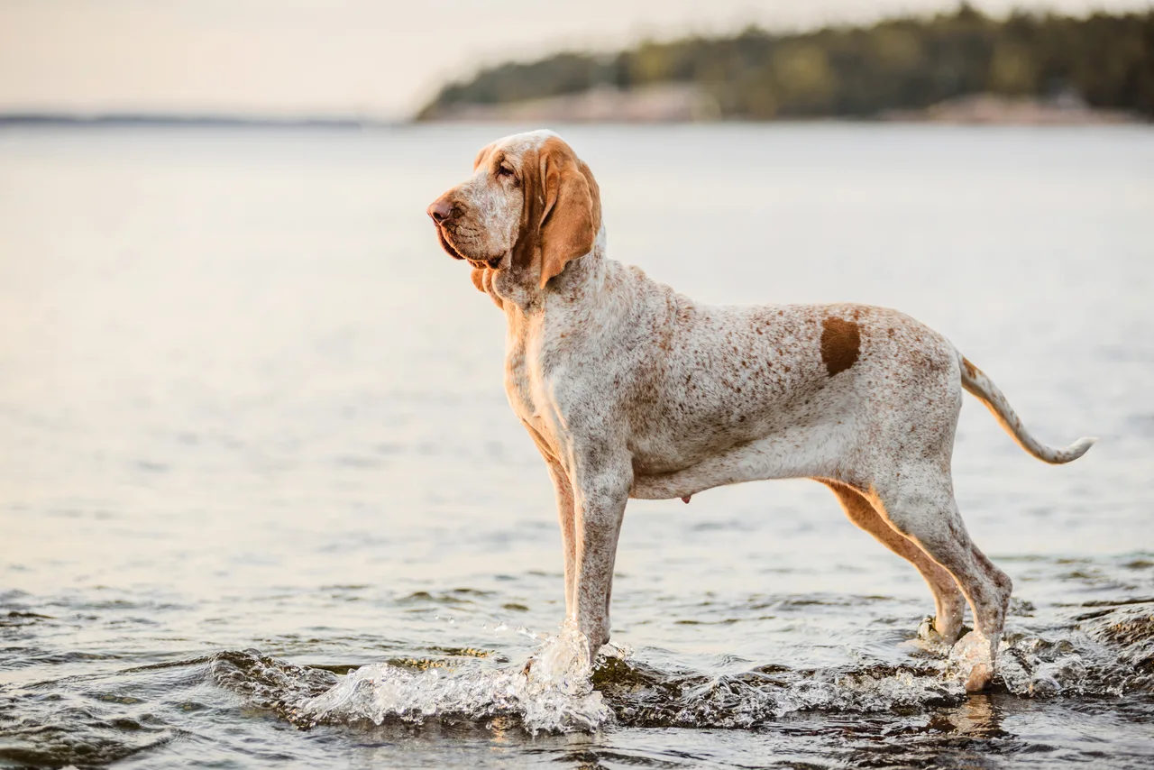 Bracco Italiano