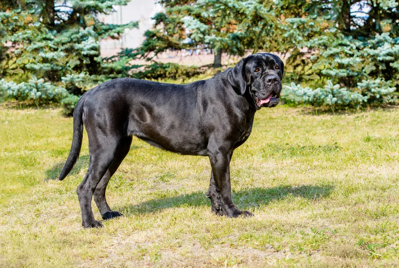 Cane Corso