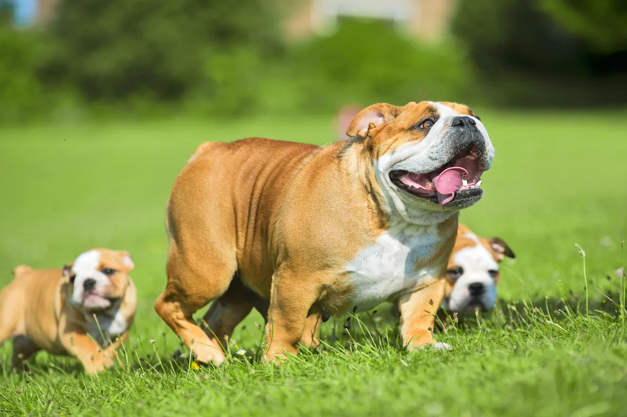 Engelse Bulldog