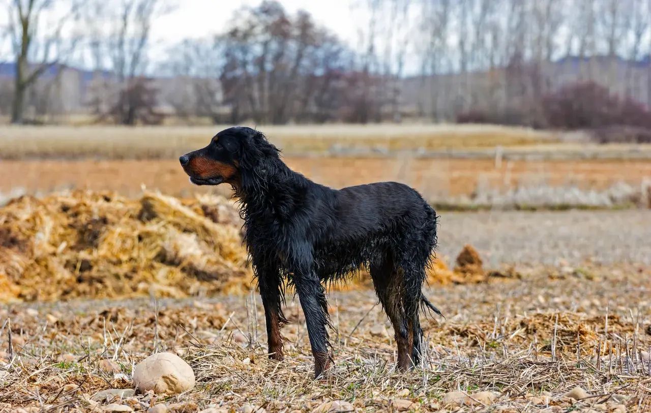 Gordon Setter