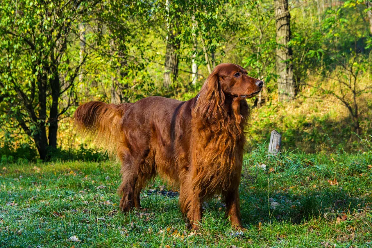 Ierse Setter