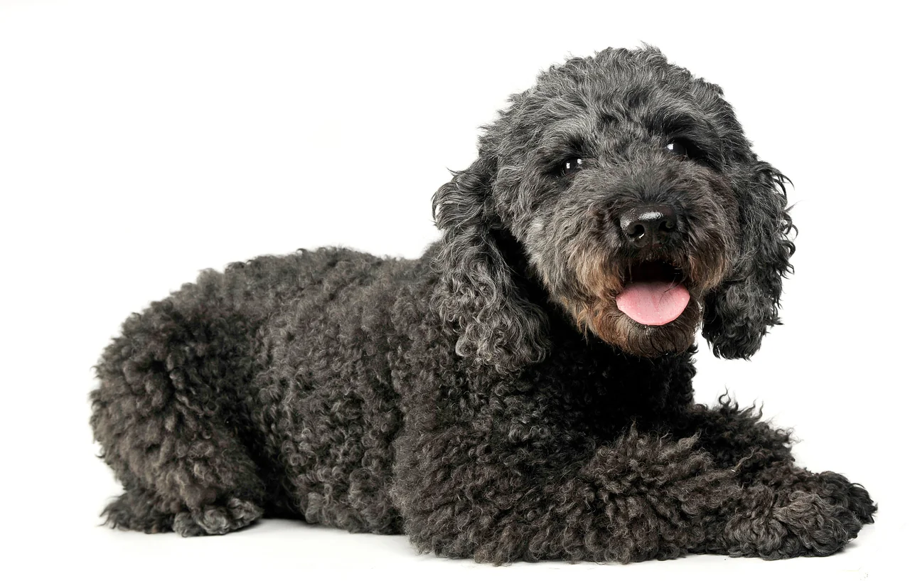 Pumi