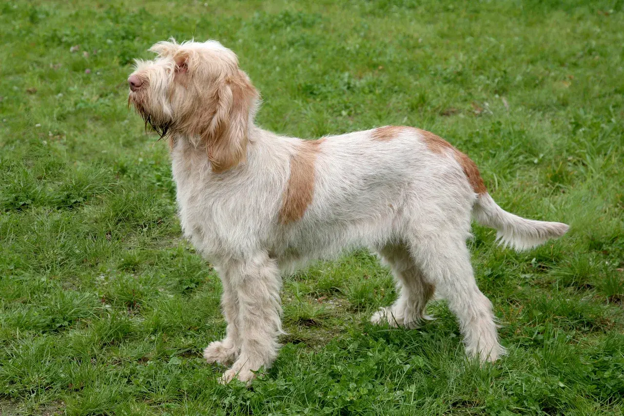 Spinone Italiano