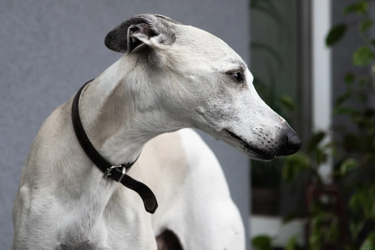 Whippet