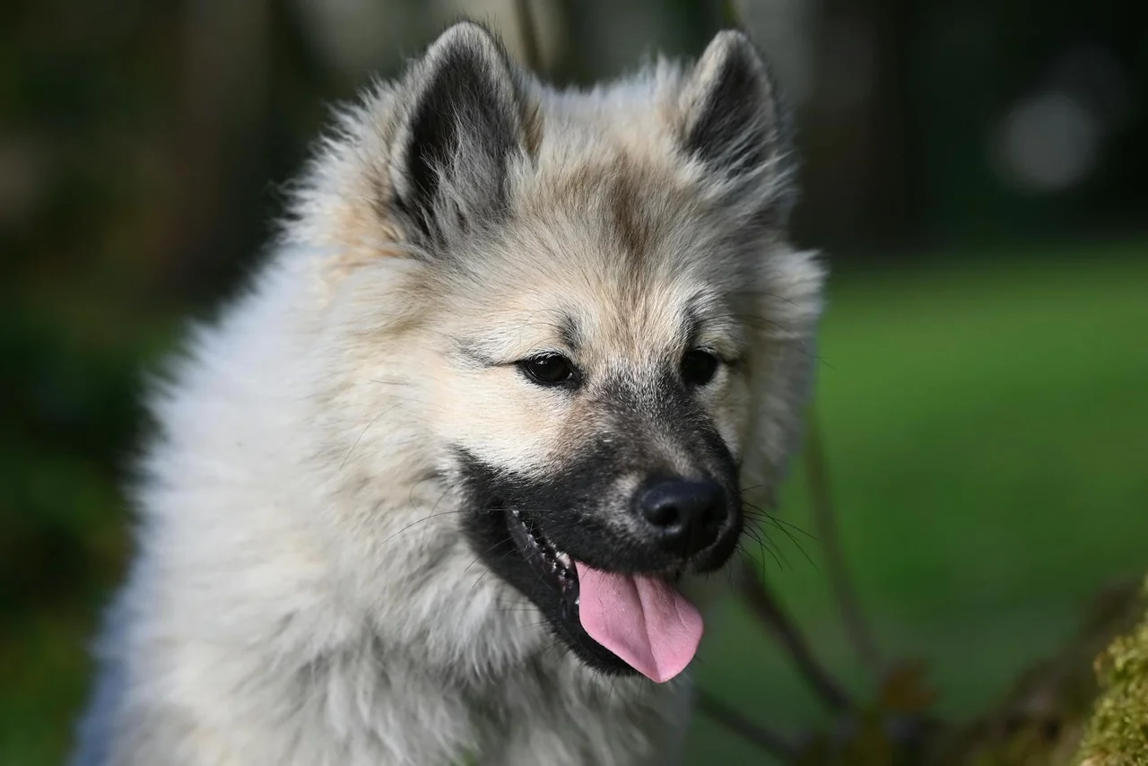 Grote Keeshond en Wolfskeeshond: wat is het verschil?