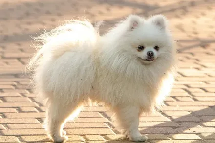 Pomeranian