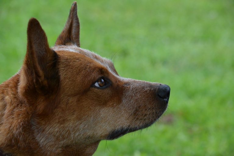 Schipperke Karakter Verzorging Hondenrassen De Nieuwe Hond