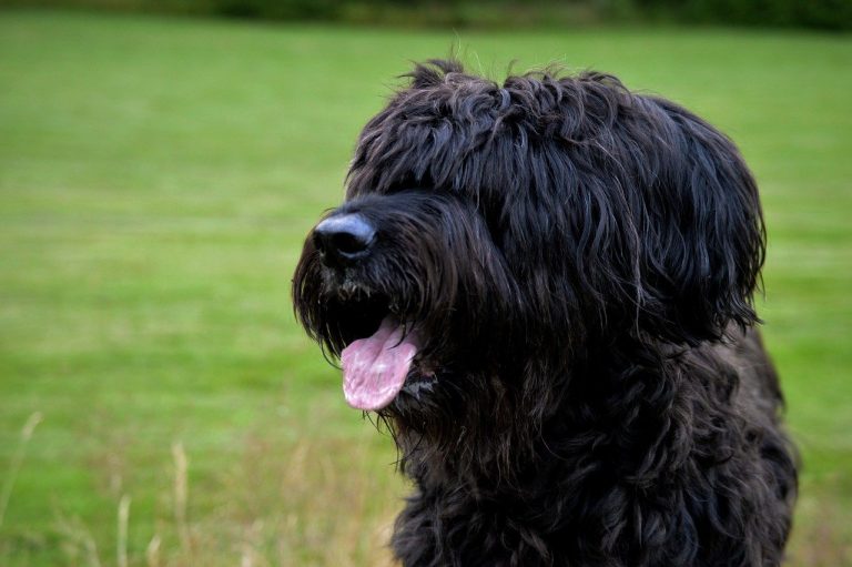 Schipperke Karakter Verzorging Hondenrassen De Nieuwe Hond