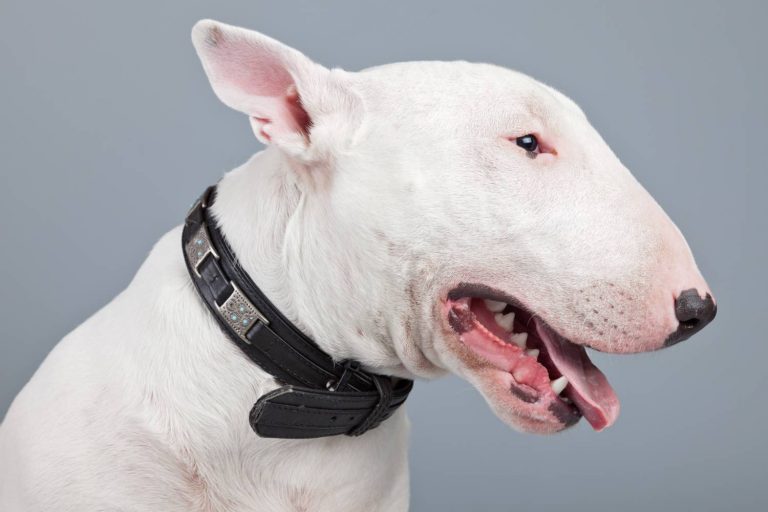 Bull Terrier Karakter Hondenrassen De Nieuwe Hond