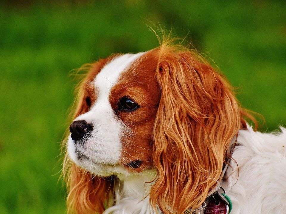 Intact Optimaal verhaal 26 Kleine hondenrassen met foto | De Nieuwe Hond