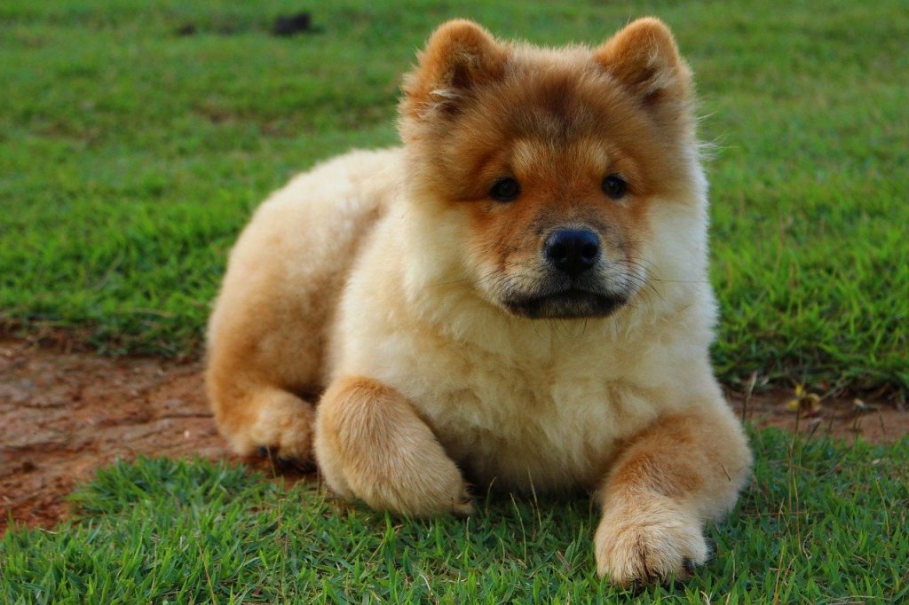 Maak leven Majestueus Emigreren Chow Chow - Alles over hondenrassen en puppy's | De Nieuwe Hond