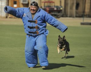 Duitse Herder hond pakwerk