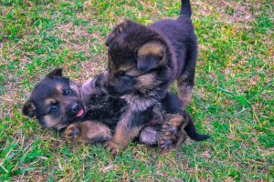 Duitse Herder puppy