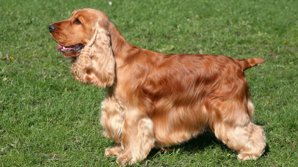 Giotto Dibondon Toevoeging Veronderstellen Engelse Cocker Spaniel | Karakter | Verzorging | Hondenrassen | De Nieuwe  Hond