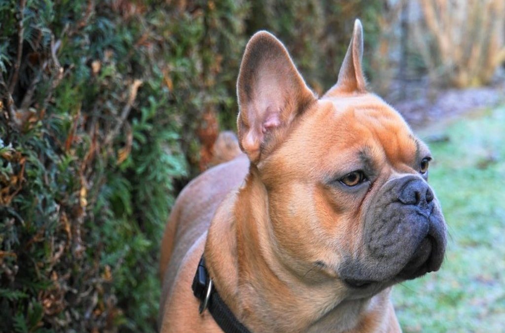 boog Echt Voorstellen Franse Bulldog | Karakter | Verzorging | Hondenrassen | De Nieuwe Hond