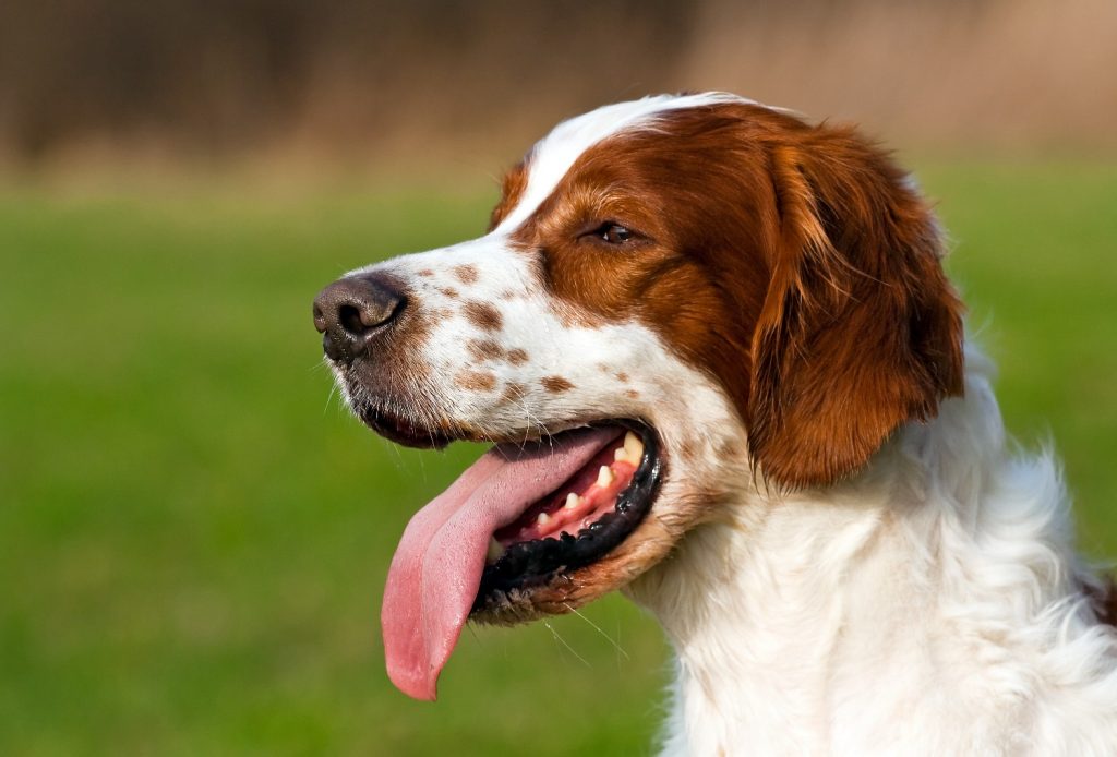 Sortie impliceren Pijnstiller Ierse Rood-Witte Setter | Karakter | Verzorging | Hondenrassen | De Nieuwe  Hond