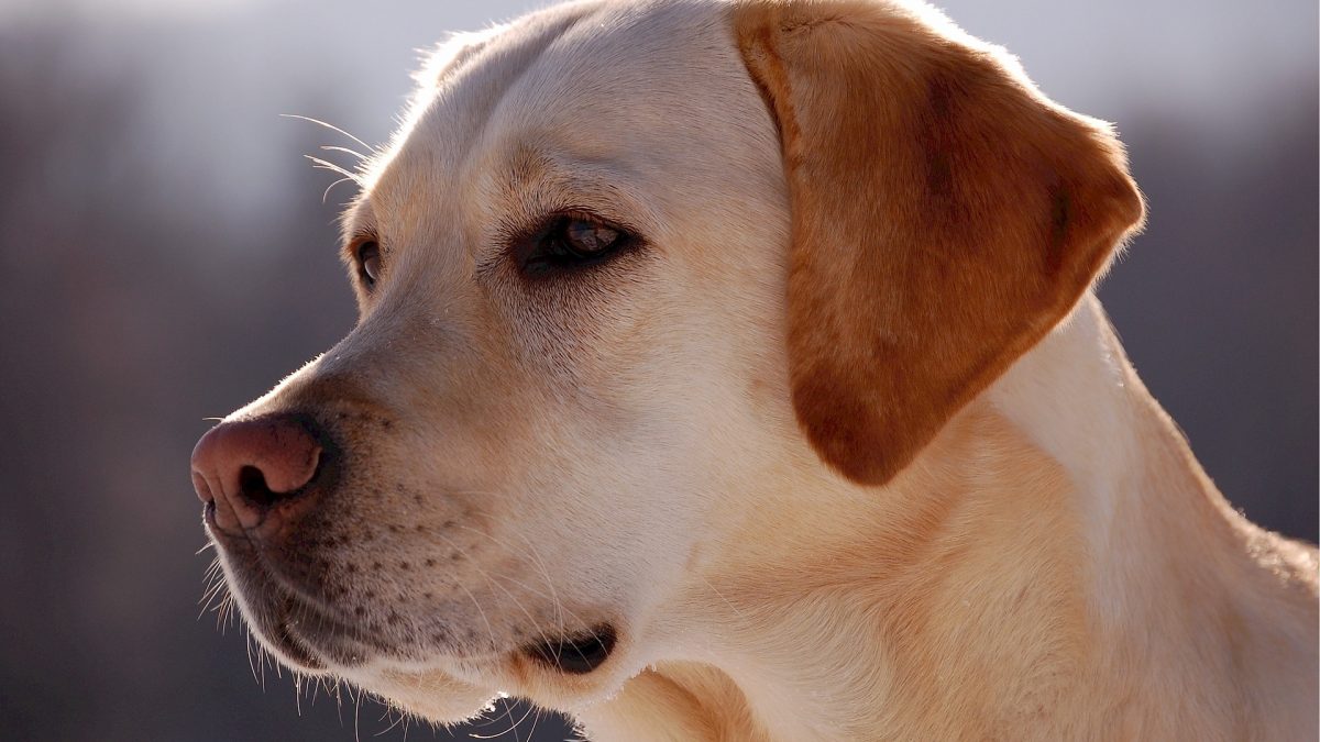 Sinewi Versnipperd luisteraar Labrador Retriever | Karakter | Verzorging | Hondenrassen | De Nieuwe Hond