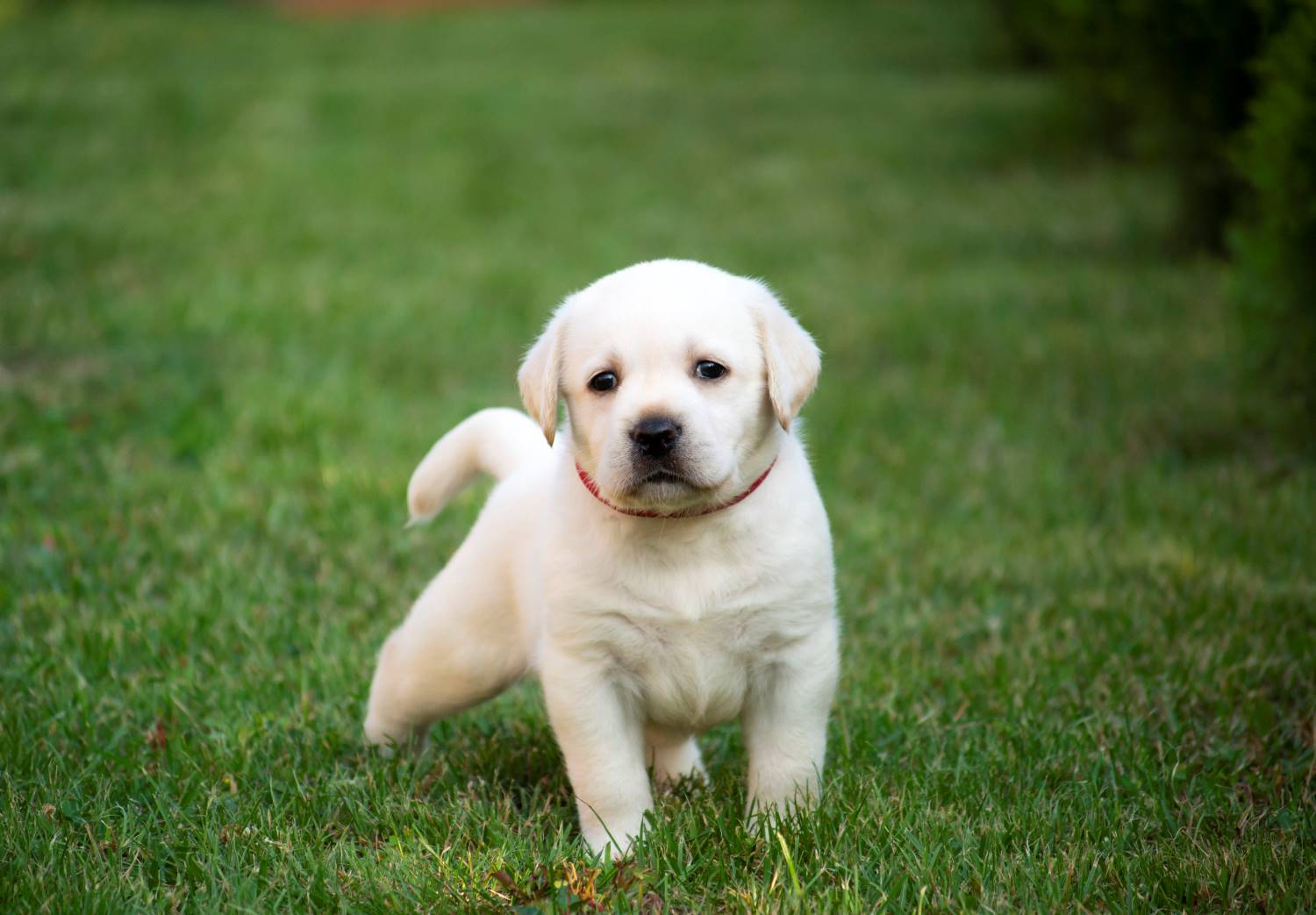 Matroos onderdak kubus Labrador Retriever | Karakter | Verzorging | Hondenrassen | De Nieuwe Hond