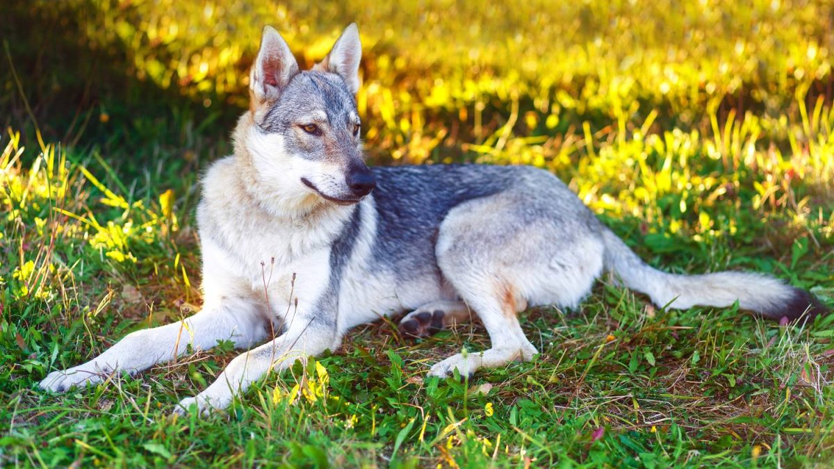 lexicon bescherming Slordig Saarloos wolfhond | Karakter | Verzorging | Hondenrassen | De Nieuwe Hond