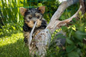 Yorkshire Terrier puppy