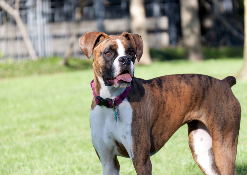 Boxer Karakter Verzorging Hondenrassen De Nieuwe Hond 2698