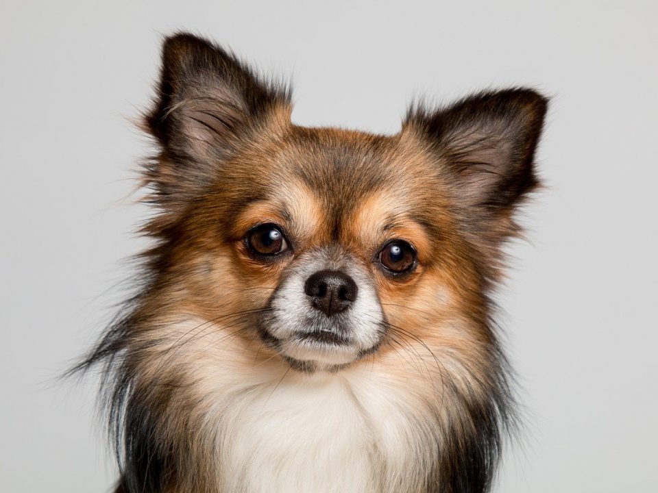 Legende helpen vredig 26 Kleine hondenrassen met foto | De Nieuwe Hond