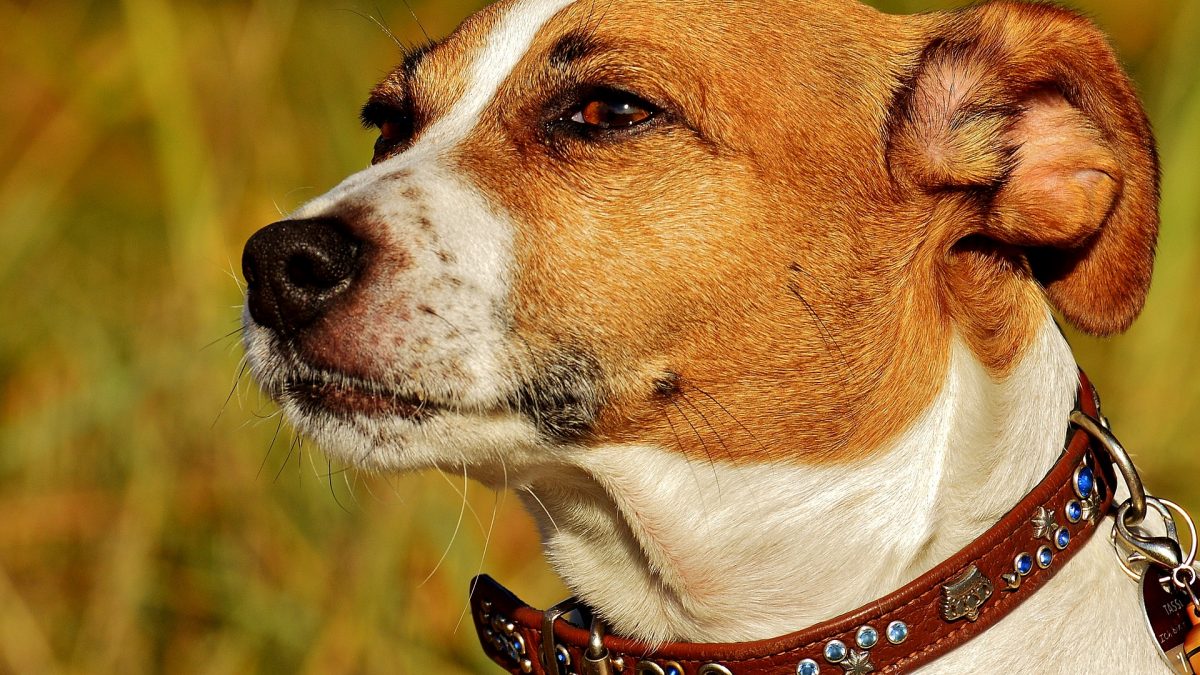 postkantoor Vaarwel Asser Jack Russell Terrier | Karakter | Verzorging | Hondenrassen | De Nieuwe Hond