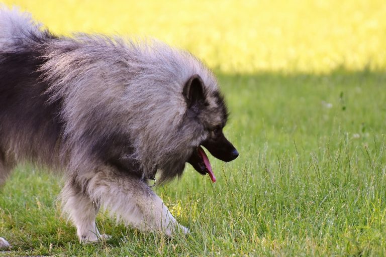 Schipperke Karakter Verzorging Hondenrassen De Nieuwe Hond