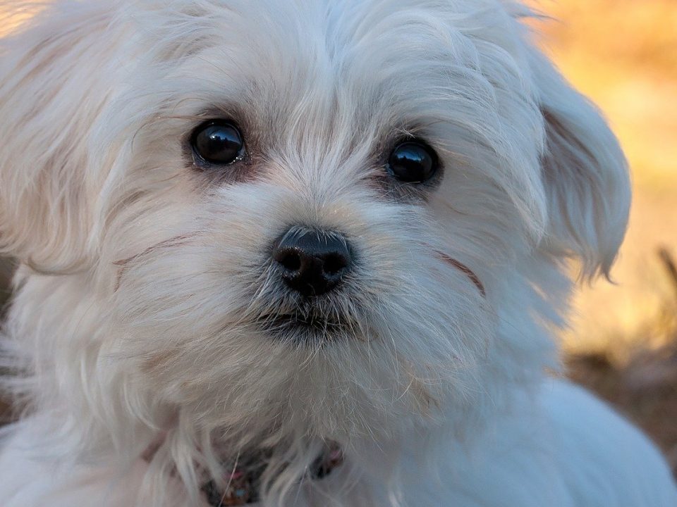 Legende helpen vredig 26 Kleine hondenrassen met foto | De Nieuwe Hond