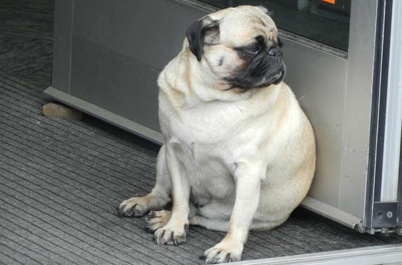 emotioneel boerderij Calligrapher Honden met overgewicht leven minder lang - De Nieuwe Hond