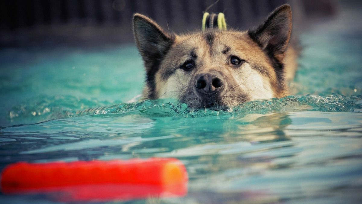 Bijbel puberteit makkelijk te gebruiken Waterintoxicatie of watervergiftiging bij honden - De Nieuwe Hond