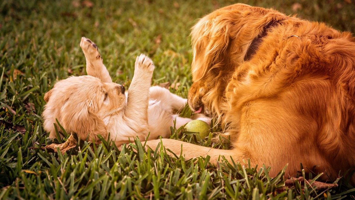Rustiek mechanisch hoofdkussen Tips bij de aanschaf van een puppy - De Nieuwe Hond