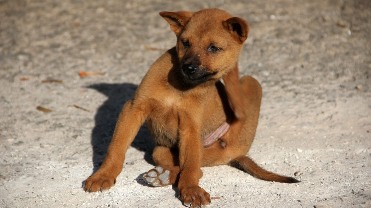 Onderscheppen Corporation grillen Vlooien bij honden herkennen en bestrijden - De Nieuwe Hond