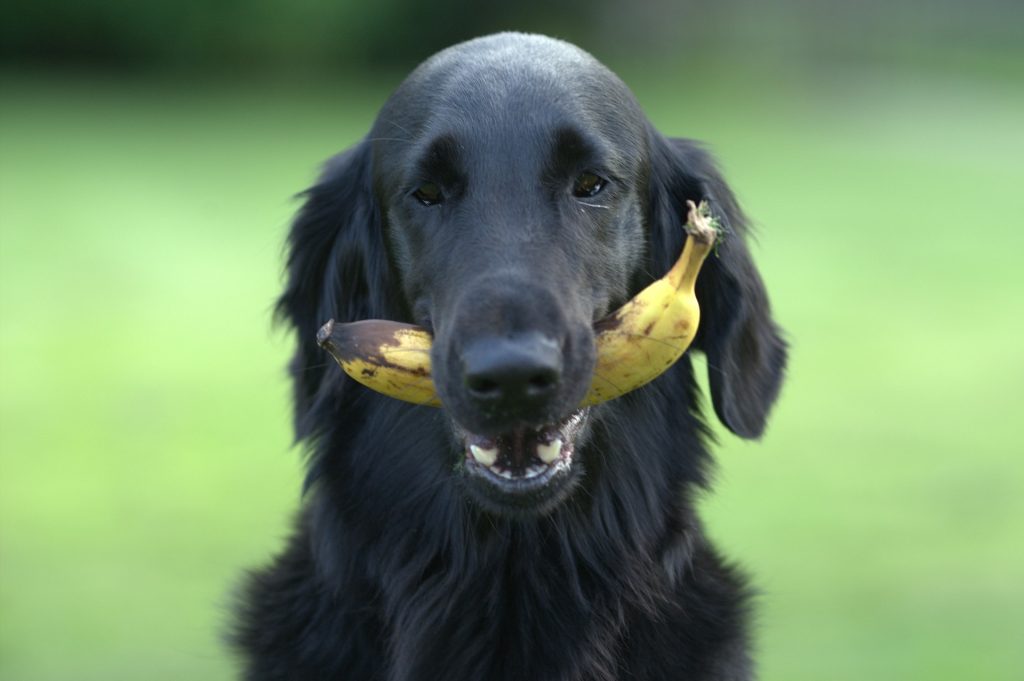 Bestrooi Vrijstelling solidariteit Welk fruit mag een hond eten, welk fruit niet - De Nieuwe Hond