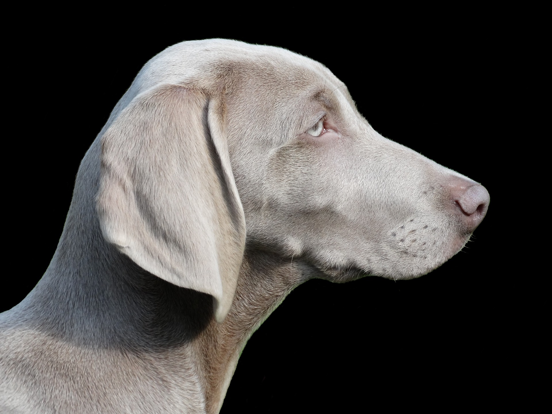 oplichterij Fictief Motel Grote hondenrassen overzicht - Alle hondenrassen - De Nieuwe Hond