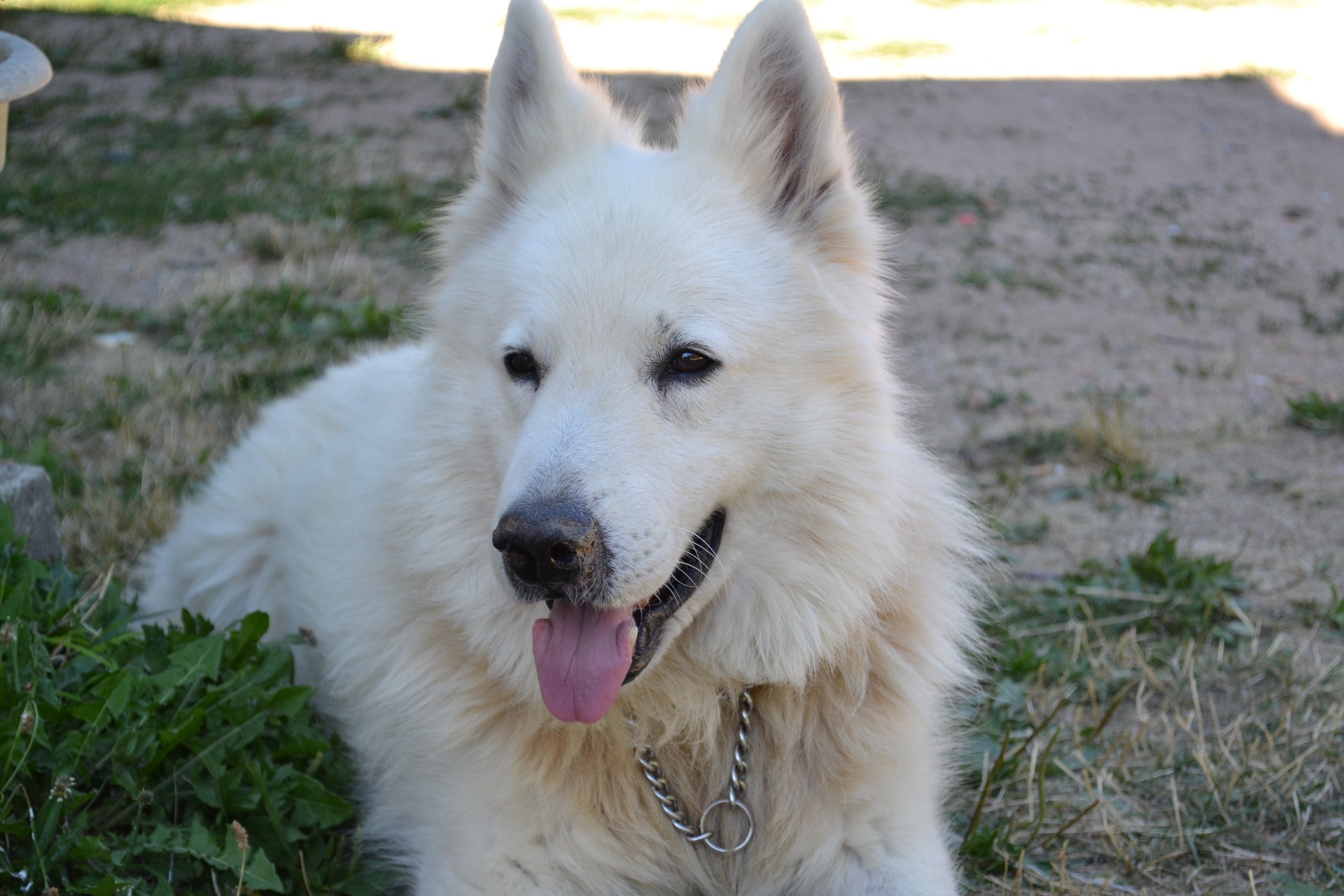mild Reiziger Feest 10 Witte hondenrassen - Alles over hondenrassen - De Nieuwe Hond