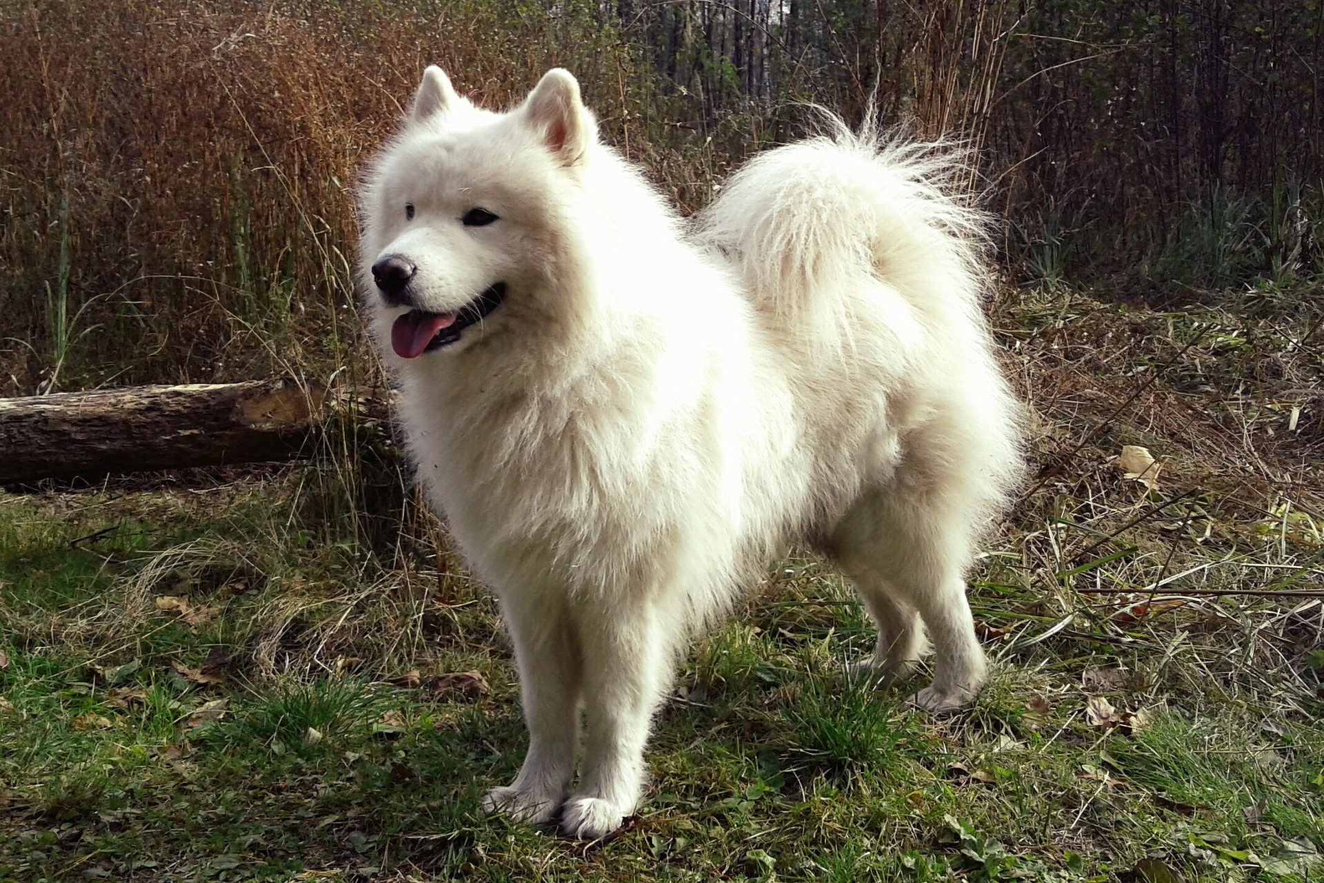 mild Reiziger Feest 10 Witte hondenrassen - Alles over hondenrassen - De Nieuwe Hond