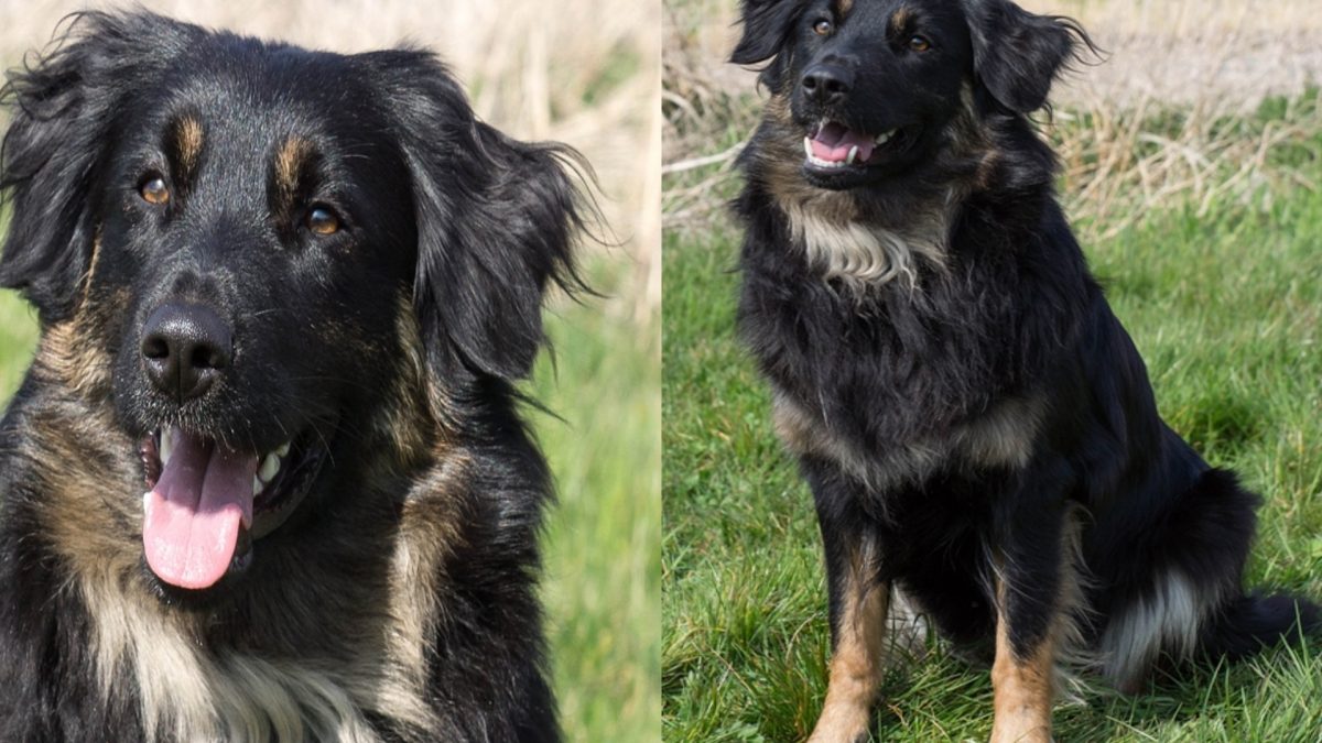 vrijdag voor Trekken Australian shepherd Tess ter herplaatsing aangeboden - De Nieuwe Hond
