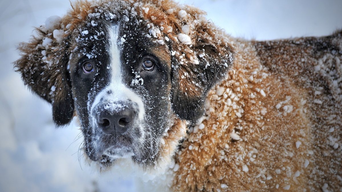 Scenario voorkomen werkloosheid Kunnen honden bevriezen in de winter ? - De Nieuwe Hond