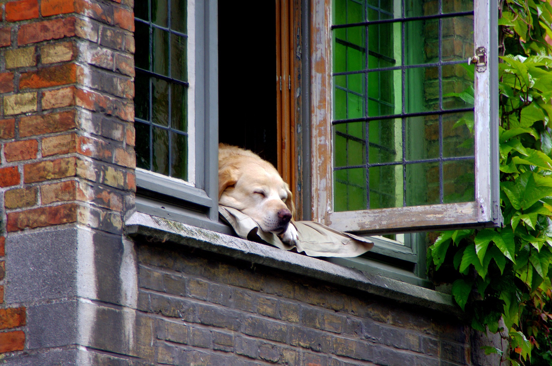 Pardon majoor Kwelling Tips voor hondenbezitters die een appartement zoeken - De Nieuwe Hond