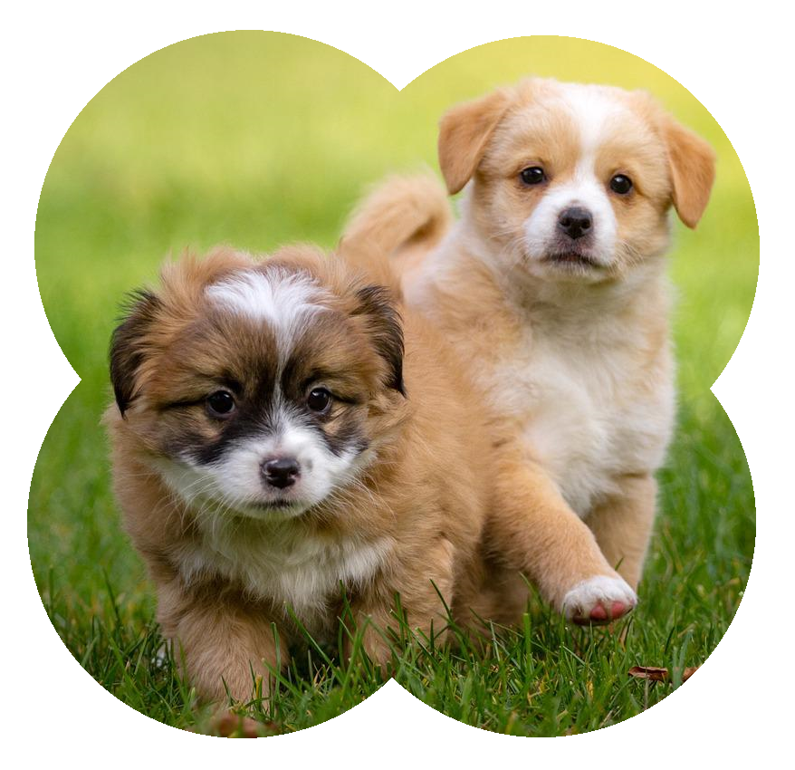 toelage jungle Aanval Hondenmagazine voor hondenliefhebbers - De Nieuwe Hond