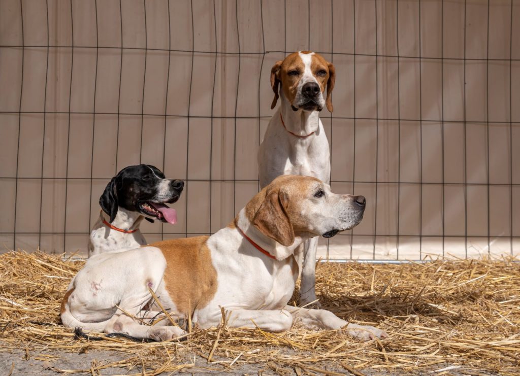 10 Spaanse Hondenrassen De Nieuwe Hond 